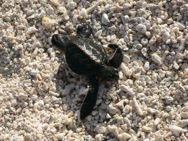 45- Bebe tortue sur la plage 